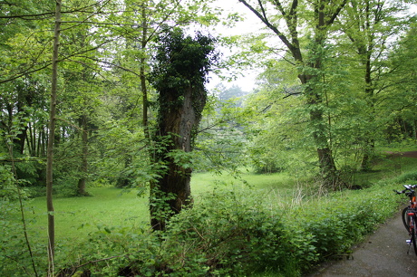 Natur und Geschichte des Aachener Waldes: Wood Wide Web – die Radtour